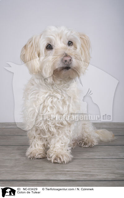 Coton de Tulear / Coton de Tulear / NC-03429