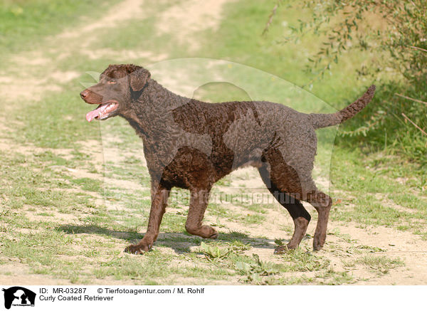 Curly Coated Retriever / MR-03287