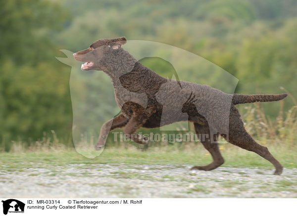 running Curly Coated Retriever / MR-03314