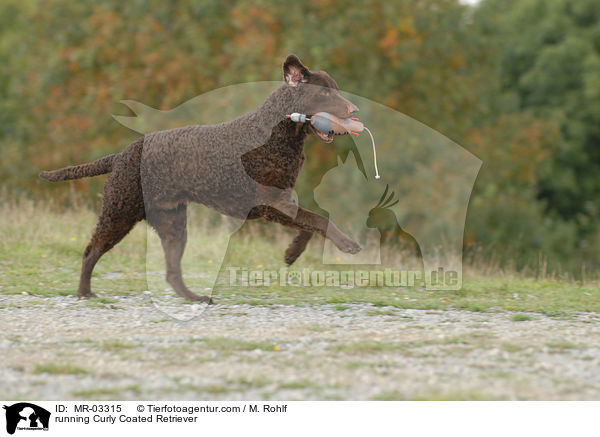running Curly Coated Retriever / MR-03315