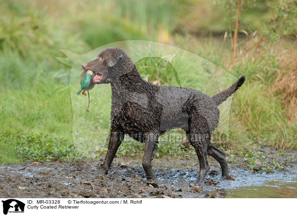 Curly Coated Retriever / MR-03328