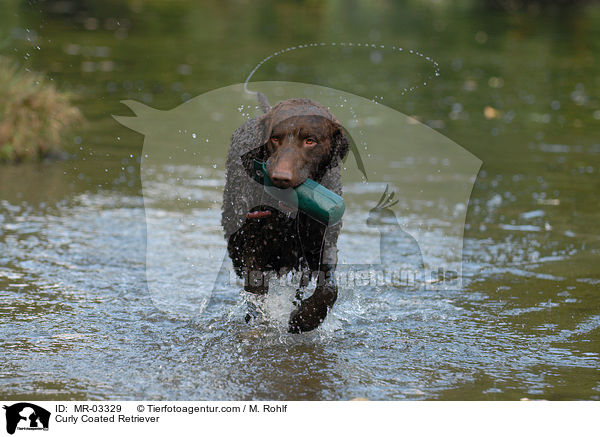 Curly Coated Retriever / MR-03329