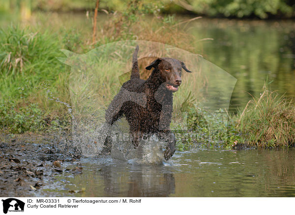 Curly Coated Retriever / MR-03331