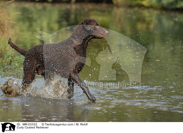 Curly Coated Retriever / MR-03332