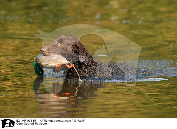 Curly Coated Retriever / MR-03335