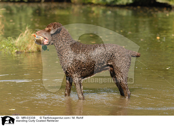 standing Curly Coated Retriever / MR-03338