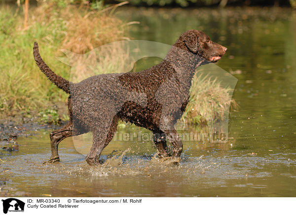 Curly Coated Retriever / MR-03340