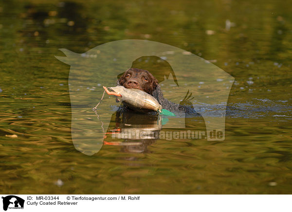 Curly Coated Retriever / MR-03344