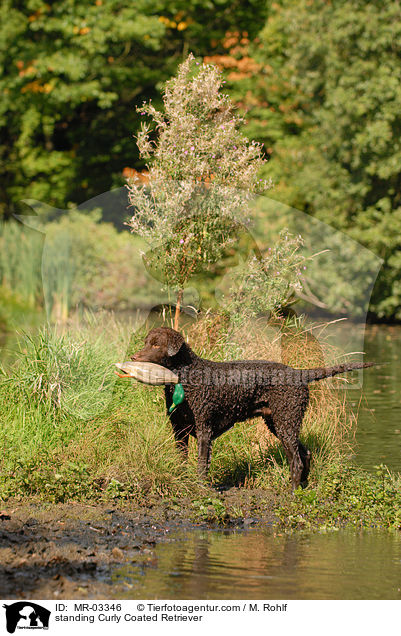 standing Curly Coated Retriever / MR-03346