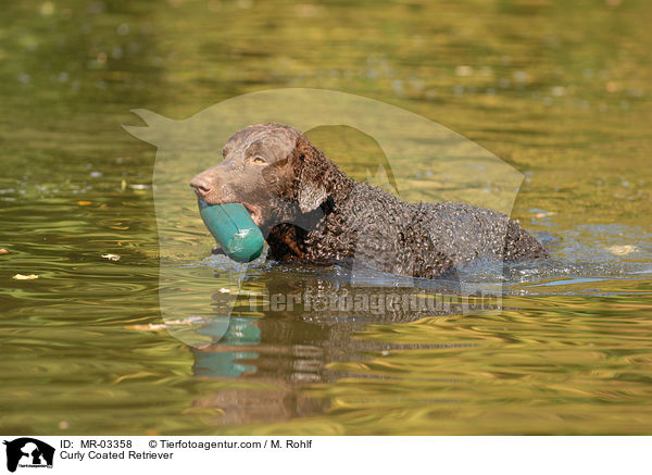 Curly Coated Retriever / MR-03358