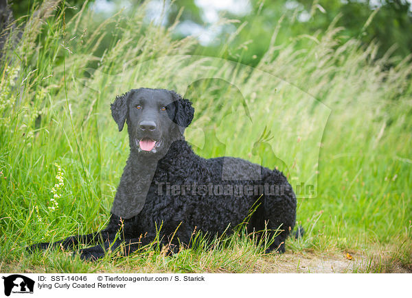 lying Curly Coated Retriever / SST-14046