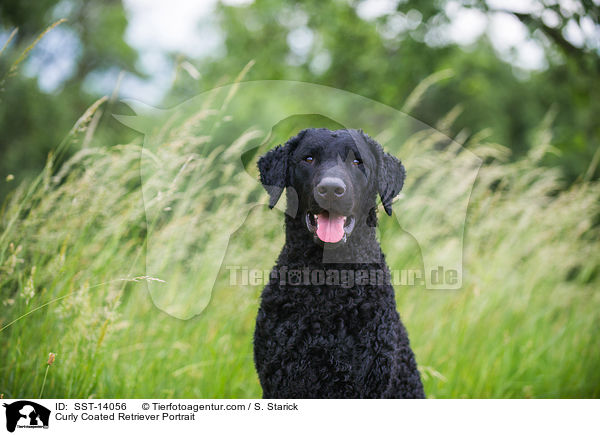 Curly Coated Retriever Portrait / Curly Coated Retriever Portrait / SST-14056