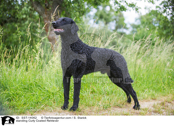standing Curly Coated Retriever / SST-14062