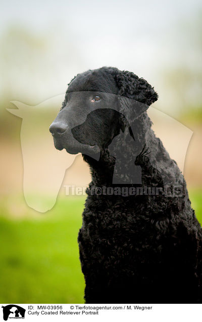 Curly Coated Retriever Portrait / MW-03956