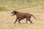 running Curly Coated Retriever