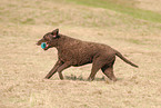 running Curly Coated Retriever
