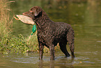standing Curly Coated Retriever