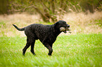 Curly Coated Retriever in the grass