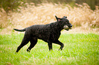 running Curly Coated Retriever