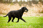 running Curly Coated Retriever