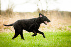 running Curly Coated Retriever