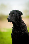 Curly Coated Retriever Portrait