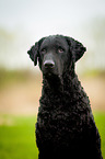 Curly Coated Retriever Portrait