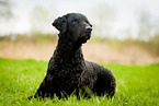 Curly Coated Retriever lies in the grass