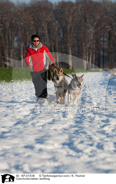 Tschechoslowakischer Wolfshund / Czechoslovakian wolfdog / KF-01539