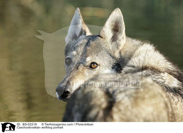 Tschechoslowakischer Wolfshund Portrait / Czechoslovakian wolfdog portrait / BS-02218