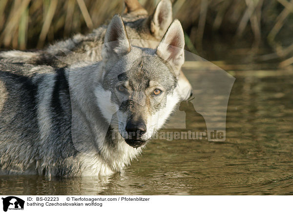 badender Tschechoslowakischer Wolfshund / bathing Czechoslovakian wolfdog / BS-02223