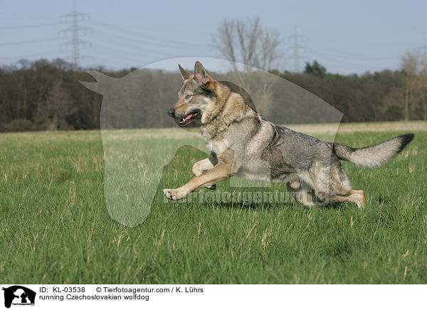 rennender Tschechoslowakischer Wolfshund / running Czechoslovakian wolfdog / KL-03538