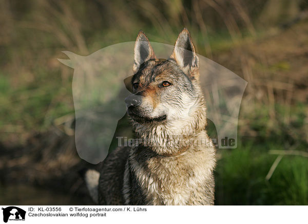 Tschechoslowakischer Wolfshund Portrait / Czechoslovakian wolfdog portrait / KL-03556