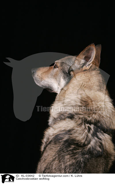 Tschechoslowakischer Wolfhund / Czechoslovakian wolfdog / KL-03642