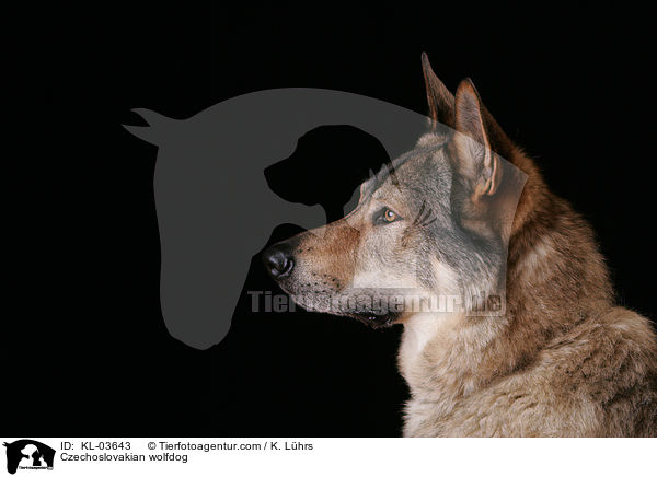 Tschechoslowakischer Wolfhund / Czechoslovakian wolfdog / KL-03643