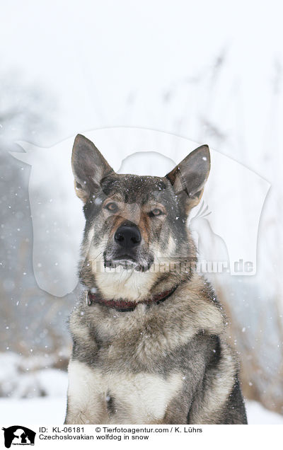 Tschechoslowakischer Wolfhund im Schnee / Czechoslovakian wolfdog in snow / KL-06181