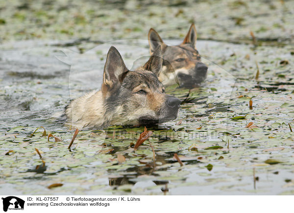 schwimmende Tschechoslowakische Wolfhunde / swimming Czechoslovakian wolfdogs / KL-07557