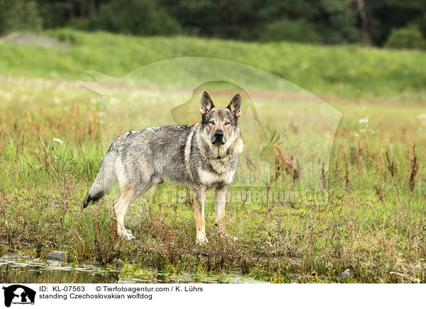 stehender Tschechoslowakischer Wolfhund / standing Czechoslovakian wolfdog / KL-07563