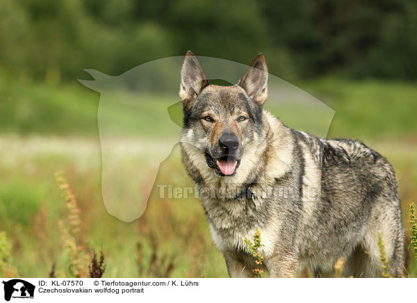 Tschechoslowakischer Wolfhund Portrait / Czechoslovakian wolfdog portrait / KL-07570