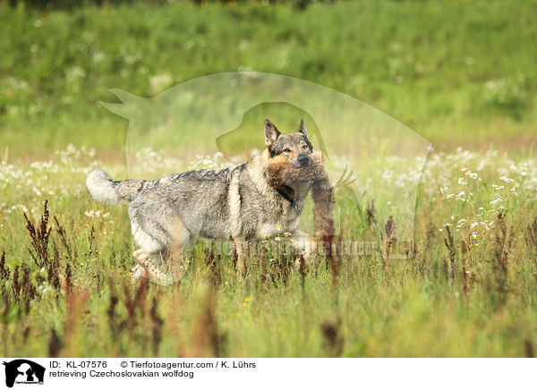 retrieving Czechoslovakian wolfdog / KL-07576