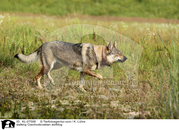 laufender Tschechoslowakischer Wolfhund / walking Czechoslovakian wolfdog / KL-07588