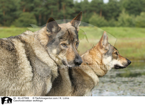 Tschechoslowakische Wolfhunde / Czechoslovakian wolfdogs / KL-07589