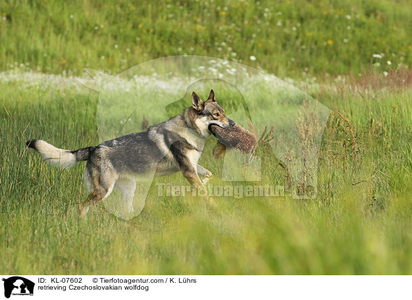 apportierender Tschechoslowakischer Wolfhund / retrieving Czechoslovakian wolfdog / KL-07602