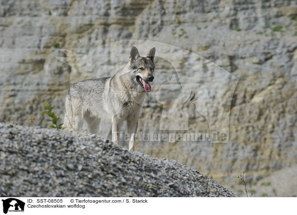 Tschechoslowakischer Wolfhund / Czechoslovakian wolfdog / SST-08505