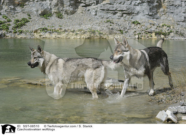 Tschechoslowakische Wolfhunde / Czechoslovakian wolfdogs / SST-08510