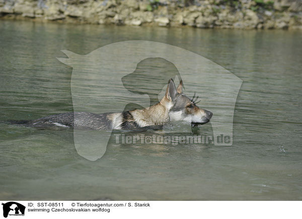 schwimmender Tschechoslowakischer Wolfhund / swimming Czechoslovakian wolfdog / SST-08511