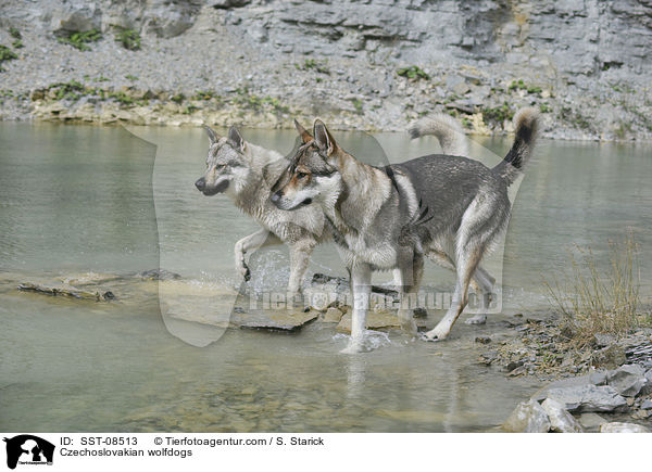 Tschechoslowakische Wolfhunde / Czechoslovakian wolfdogs / SST-08513
