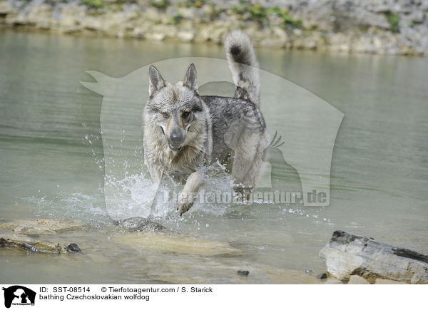 badender Tschechoslowakischer Wolfhund / bathing Czechoslovakian wolfdog / SST-08514