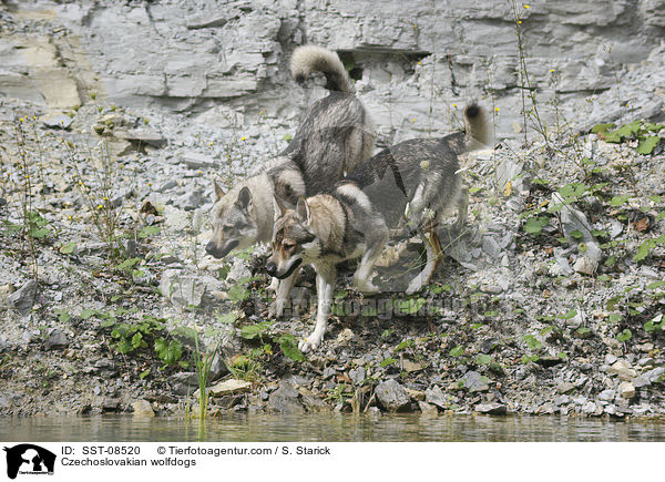 Tschechoslowakische Wolfhunde / Czechoslovakian wolfdogs / SST-08520