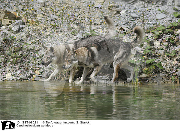 Tschechoslowakische Wolfhunde / Czechoslovakian wolfdogs / SST-08521